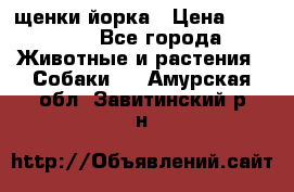 щенки йорка › Цена ­ 15 000 - Все города Животные и растения » Собаки   . Амурская обл.,Завитинский р-н